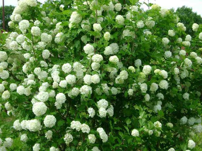 [2加仑盆栽苗]雪球荚蒾viburnum opulus耐寒灌木掌叶欧洲木绣球