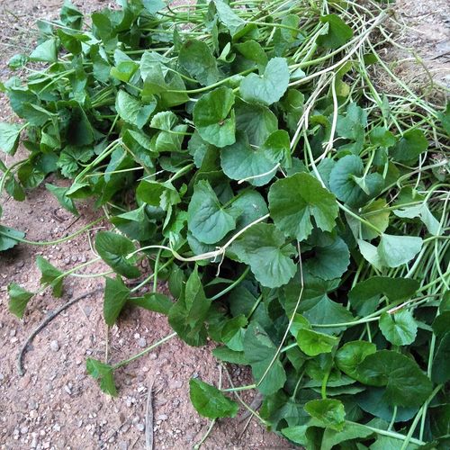 新鲜中草药野生积雪草崩大碗马蹄草雷公根补水修复肌肤淡痘做纯露