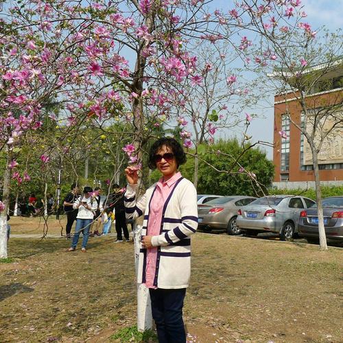 游华农大赏紫荆花及樱花