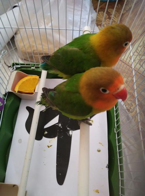 牡丹鹦鹉雌雄鉴定,不要方法,只有结果.(请看图)