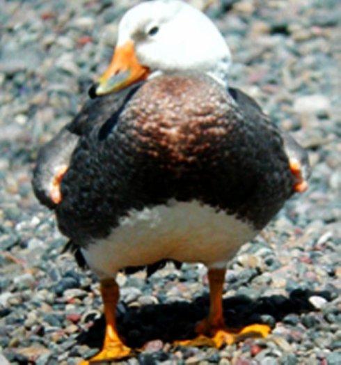 白头鸟系列:另类的美丽9