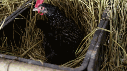 崇明岛生态散养鸡蛋,这枚"淘菜猫爱蛋鲜生"有心了!