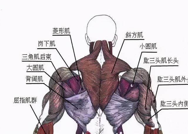 锻炼上背部肌群,主要是斜方肌中下部,背阔肌,大圆肌,小圆肌,菱形肌等