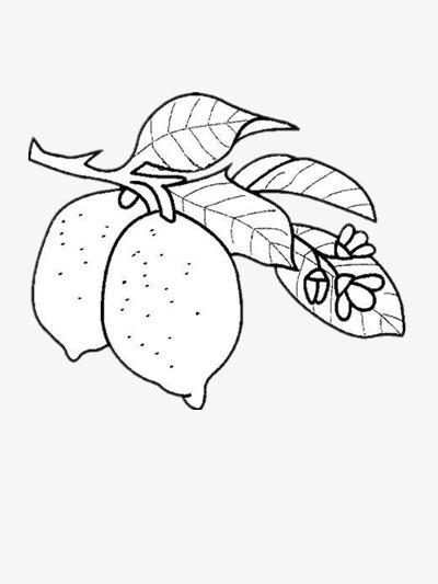 成熟的果实简笔画