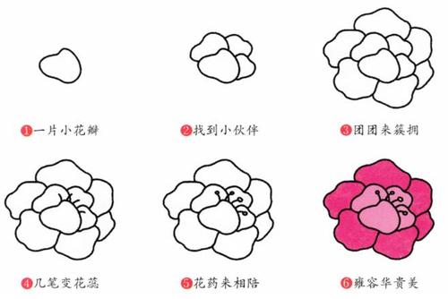 牡丹花的画法简笔画步骤图片教程彩色