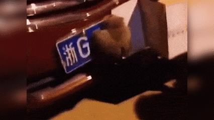 小猫头鹰搭顺风车赖着不走 扒车牌撒娇表情无辜