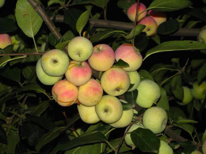 芊阙耐寒沙果树苗大秋果鸡心果小苹果冰糖心花红果沙果当年挂果嫁接苗