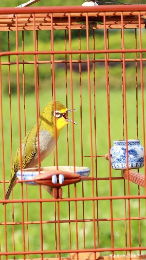 什么样的绣眼鸟才能大唱