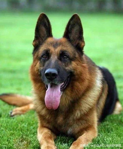 土狗为什么不能当警犬?和品种没有关系,关键是这点它