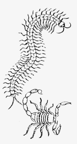 蜈蚣的脚简笔画