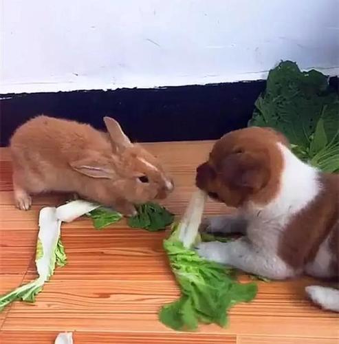 其实男属狗也是很顾家的,希望家里能得到一个温馨而和谐家,而女属兔