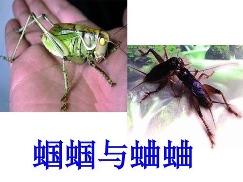 4,外国诗两首蝈蝈与蛐蛐_夜课件ppt好的
