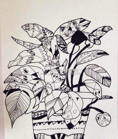 线描 植物