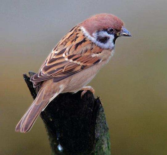 科学|随处可见的麻雀居然是进口鸟,本土麻雀几乎消失,这是怎么回事?