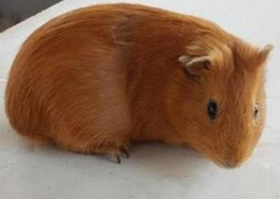 宠物豚鼠品种大全,豚鼠还分这么多种类呢?