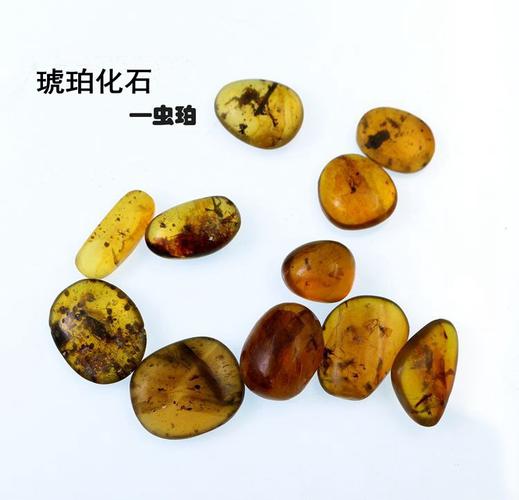 琥珀缅甸虫珀植物珀水胆琥珀昆虫琥珀特色珀琥珀标本