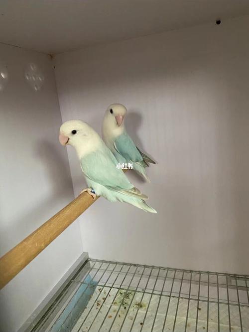 一张图带你认识全牡丹鹦鹉品种!