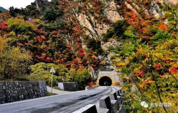 公路两旁的行道水杉遮天蔽日,秋色浓烈,因此不仅是"秦岭最美乡村公路