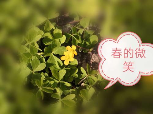 四叶草的花,春的微笑