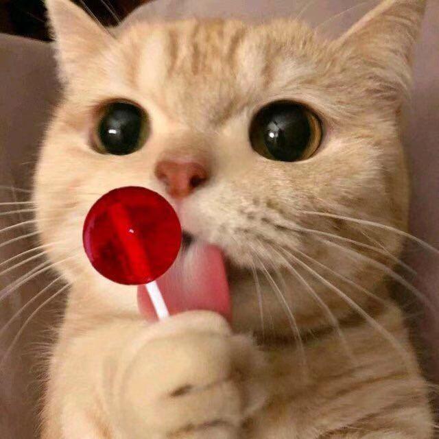可爱滴猫咪表情包