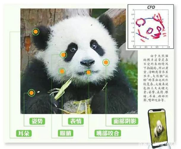 面部识别大熊猫,你再也不用担心叫错熊猫的名字会惹恼