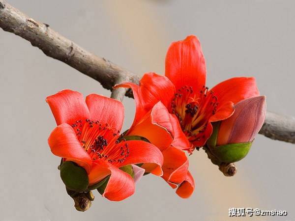木棉花欣赏