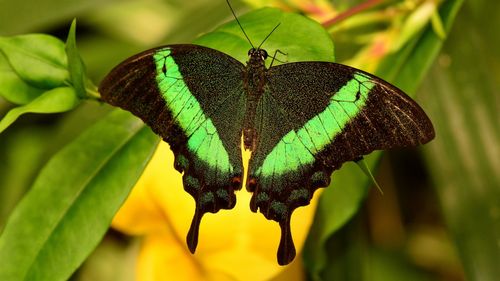 绿带翠凤蝶图片(6/19)
