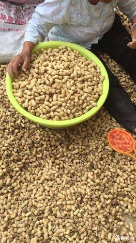 花育系列花生 新种子花育16,25手捡果,颗粒饱满质量有保证,欢迎咨询