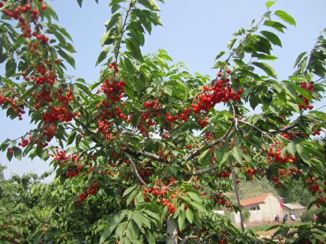 沂水大樱桃