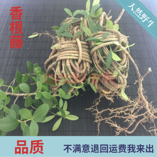 杞里香 春根藤伸筋藤香藤根煲汤料过山香瓜子根新鲜瓜子藤