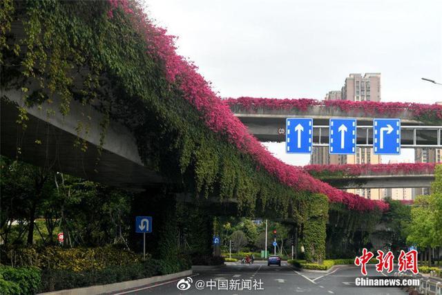 美!三角梅装扮福州立交桥宛如红色"飘带"