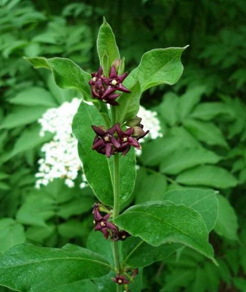 全国名中医王庆国白薇清虚火除血热