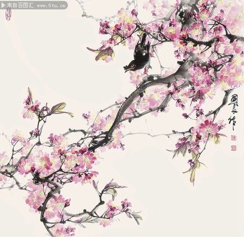 花鸟樱花国画图片