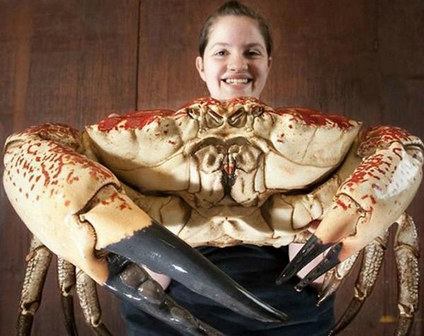 澳洲皇帝蟹又名巨大拟滨蟹,产于澳大利亚塔斯马尼亚岛,是海