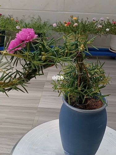 太阳花做的造型_太阳花_家居家装_家居装饰_花艺