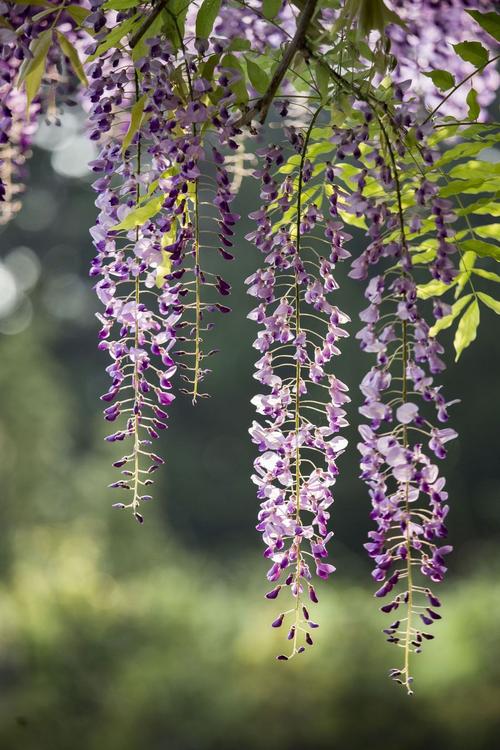 藤花紫蒙茸,藤叶青扶疏
