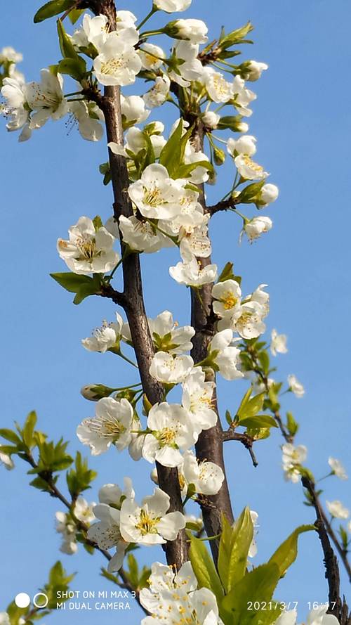 梅子花开了,散步路上的花