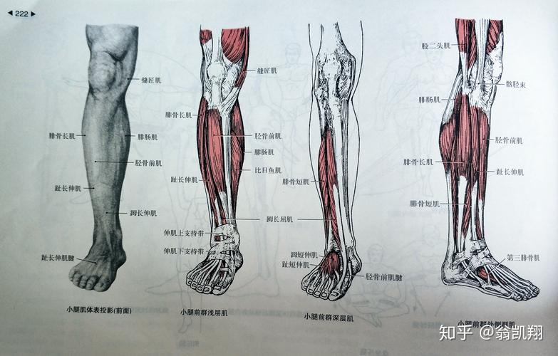 首先呢,我们先来了解一下小腿部位的肌肉~~ 小腿肌主要分为前侧,外侧