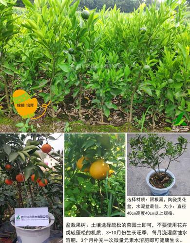 春见耙耙柑树苗嫁接苗四川粑粑柑盆栽地栽果苗木柑橘苗带果果树 100颗