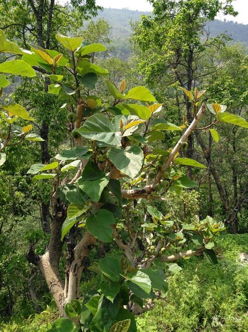 野生无花果