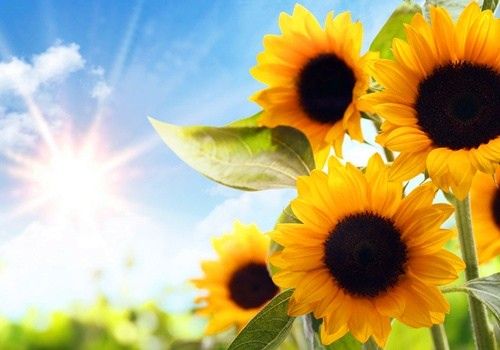 冬日暖阳正能量温暖人心的句子