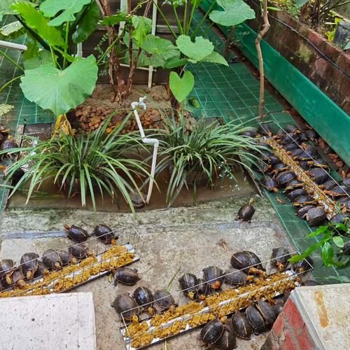 黄缘闭壳龟如何布置仿野生态养殖环境