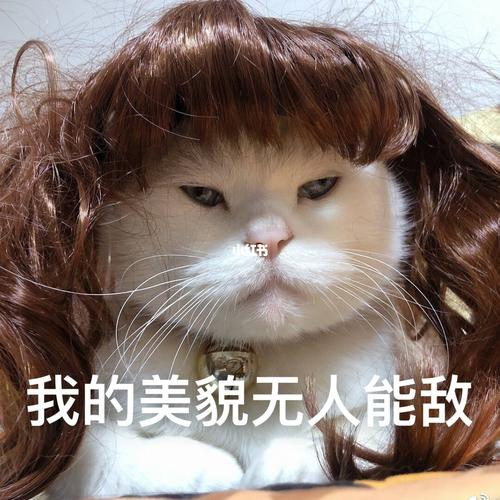 敲可爱猫咪表情包放送~哒咩哒咩_表情包_猫咪_我最爱的表情包_素材