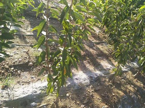 【艺博苗木】烟台大樱桃苗供应 山东大樱桃苗批发 山东大樱桃苗