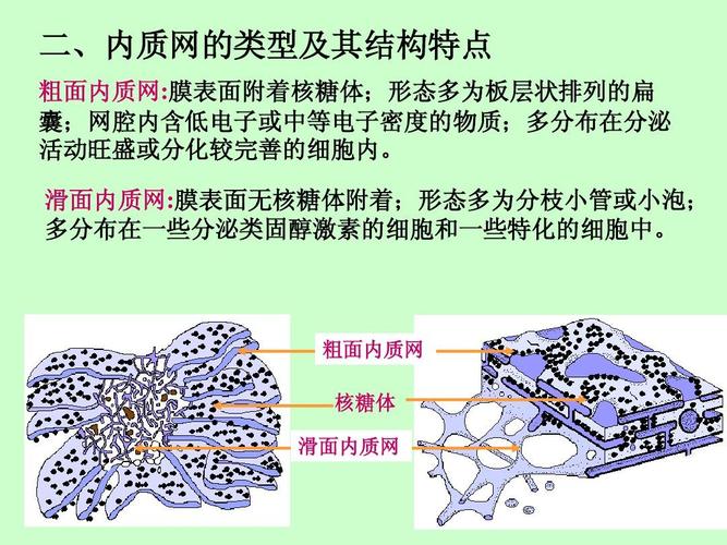 粗面内质网 核糖体 滑面内质网