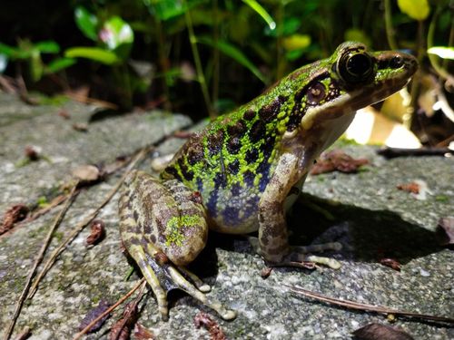 首页 保护地动物物种卡 两栖 > 正文 种名(中): 花臭蛙 学名(拉丁)