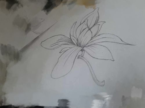 木兰花,手绘