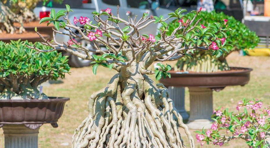 沙漠玫瑰肚子小养护是关键养出啤酒肚一次开花50朵