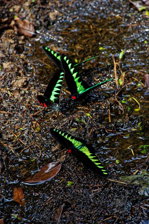 姆鲁山,马来西亚.翠叶红颈凤蝶,trogonoptera brookiana