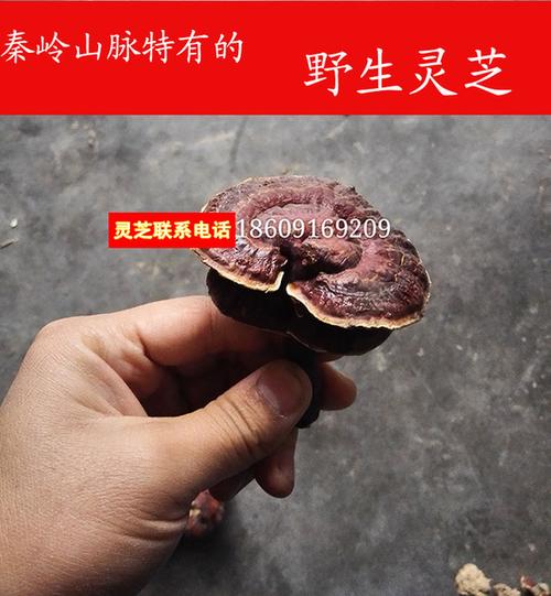 整枝原生态灵芝 500g 青木川深山野生灵芝孢子粉红灵芝黑灵芝紫灵芝